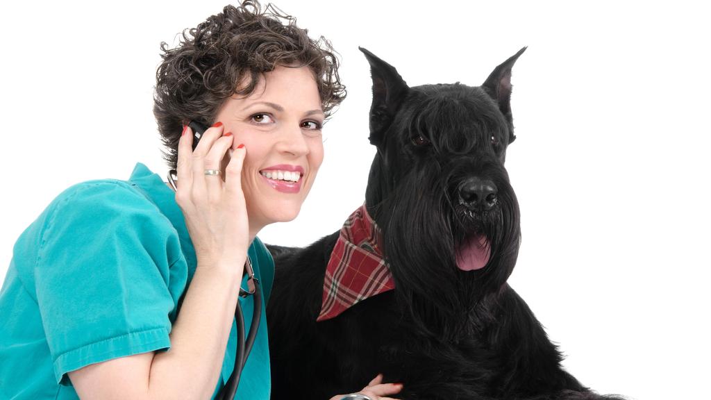 Photo of MedVet Diley Hill Animal Emergency Center