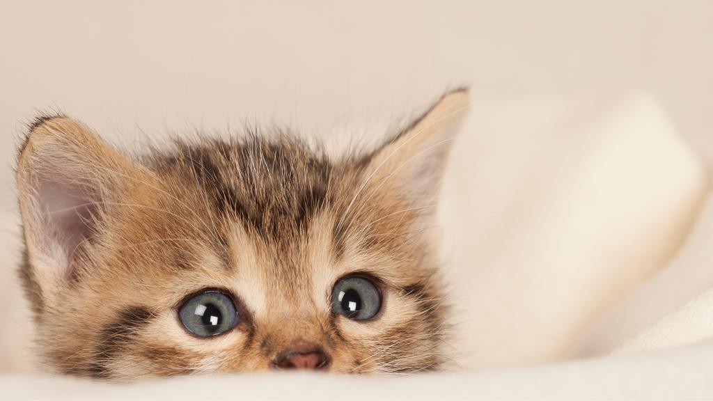 North Indiana Veterinary Emergency Services