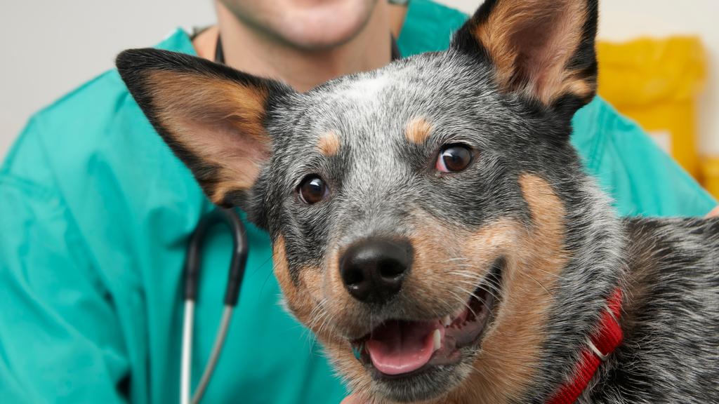 Columbus Veterinary Reviews