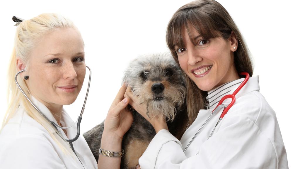 Healthy Pets of Westgate