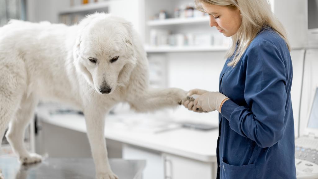 Dr.Kaufman Kimberly DVM