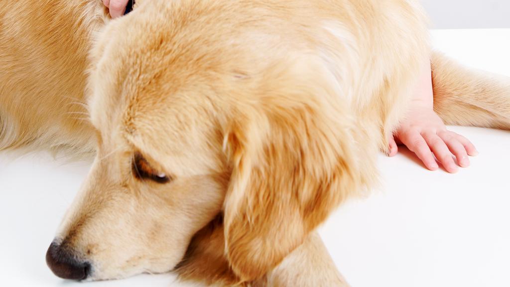 Allied Veterinary Centers