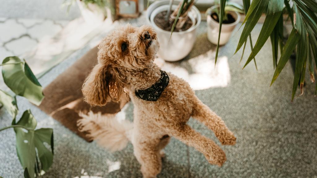 The Downtown Veterinarian