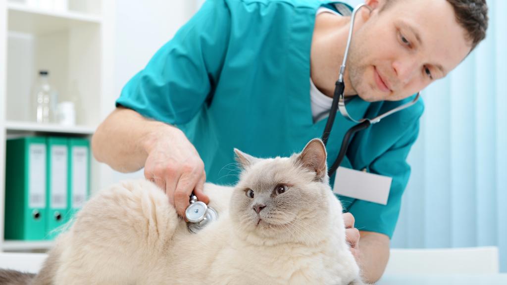 Oakland Park Animal Hospital, LLC