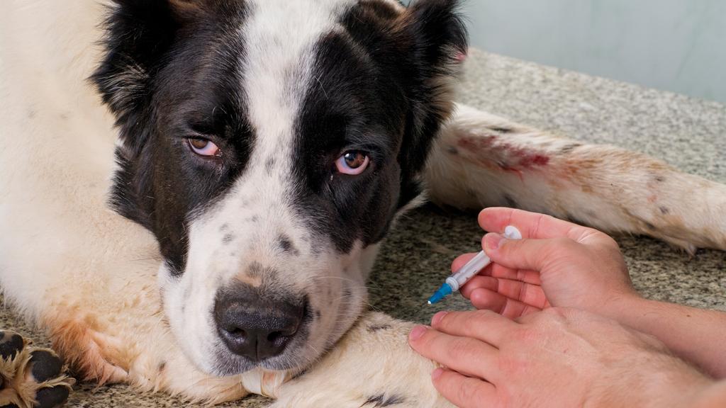 Glenway Animal Hospital: Naas Rebecca K DVM