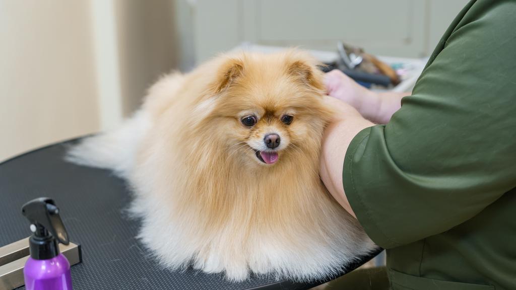 Fort Thomas Animal Hospital