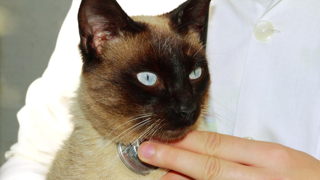 Oakland Park Animal Hospital, LLC