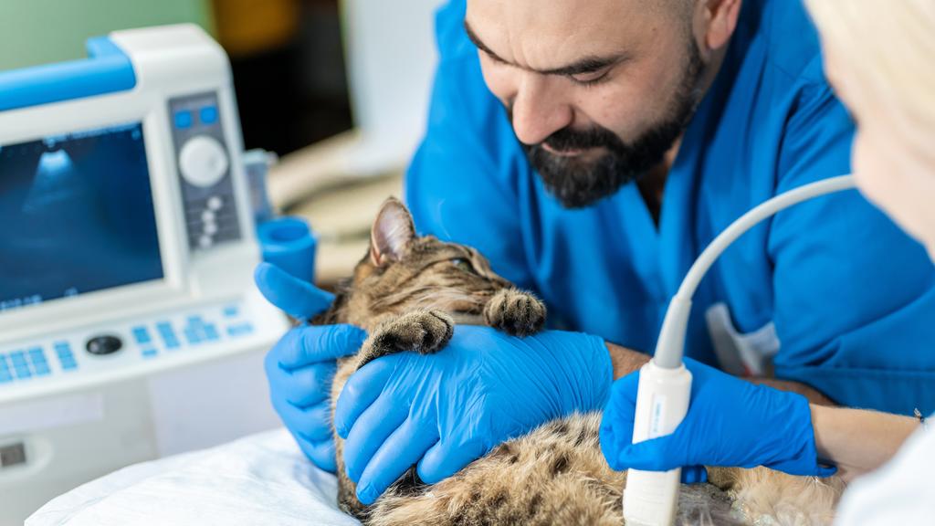 Animal Medical Centre Of Greensboro