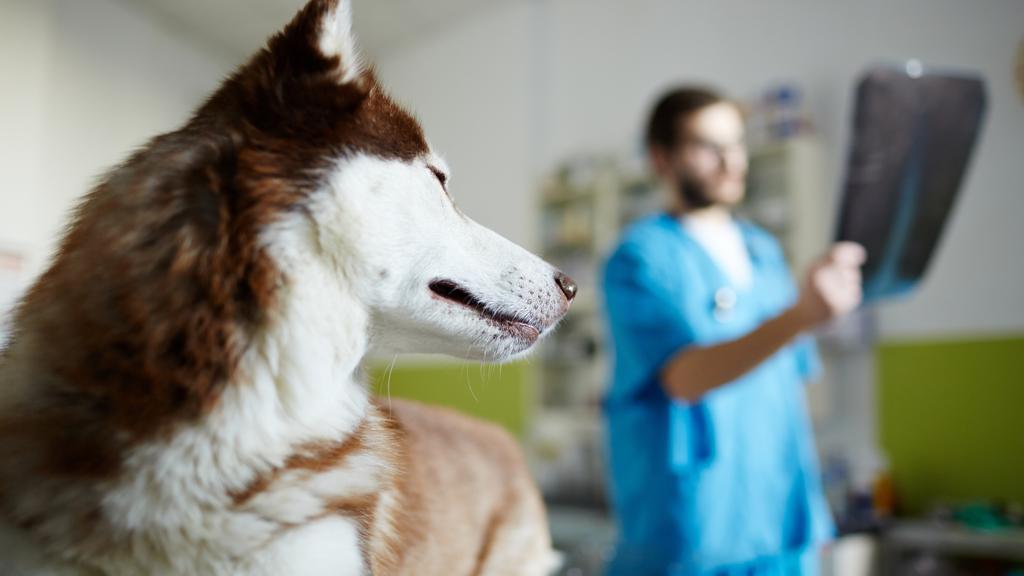 Beechwold Veterinary Hospital, A Thrive Pet Healthcare Partner