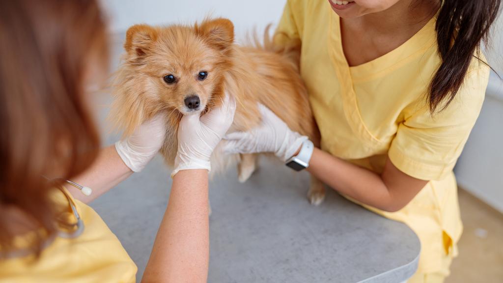 Montgomery Animal Hospital