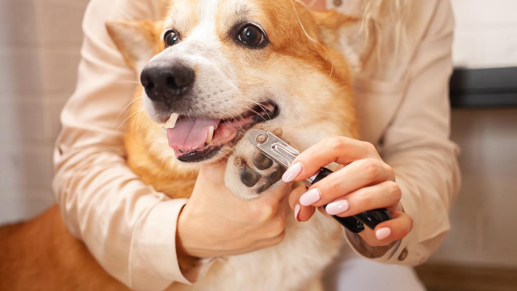 Tri-Village Animal Hospital