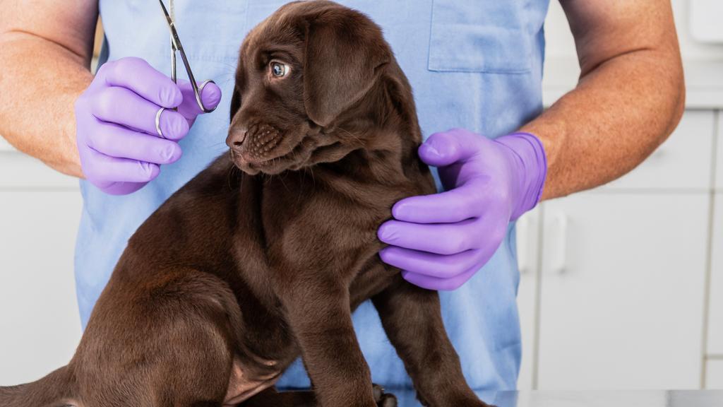 OSU Hummel and Trueman Hospital for Companion Animals