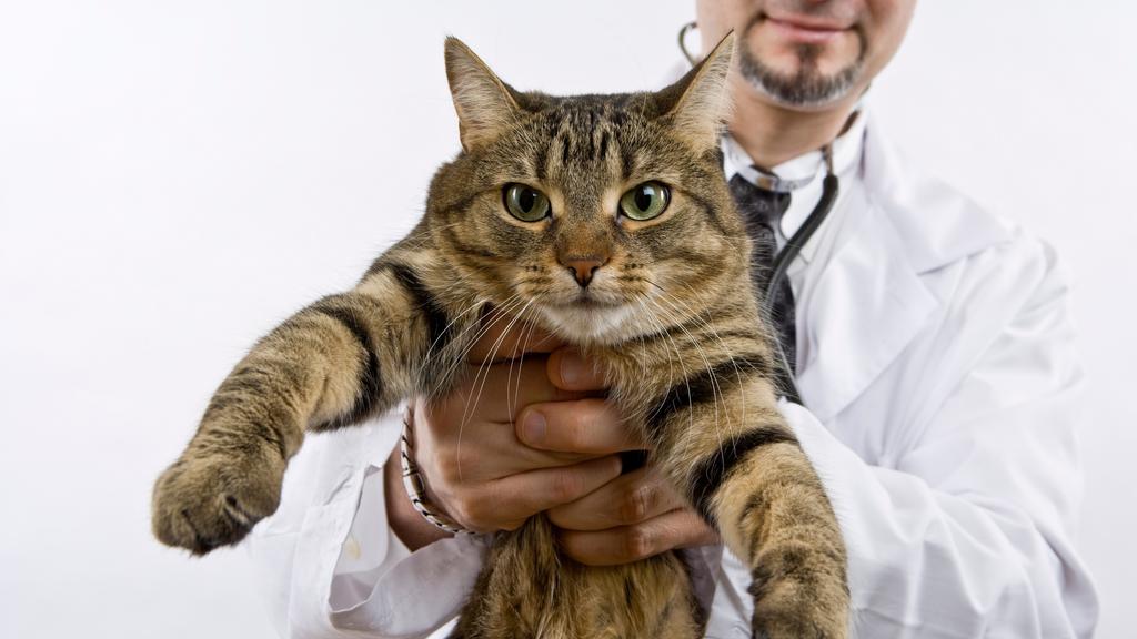 Random fallback image