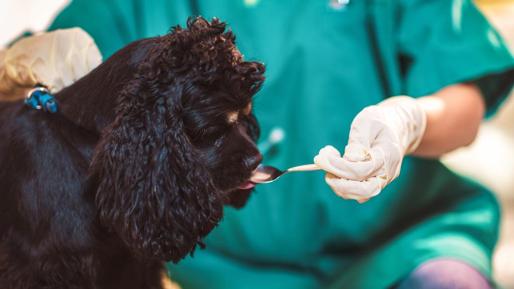 Eastgate Animal Hospital