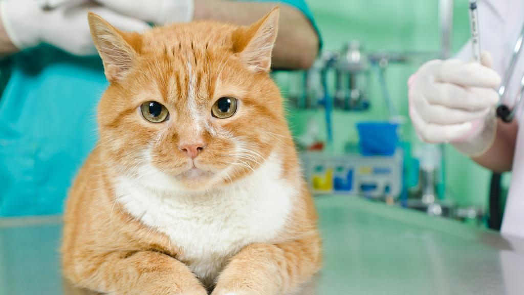 Random fallback image