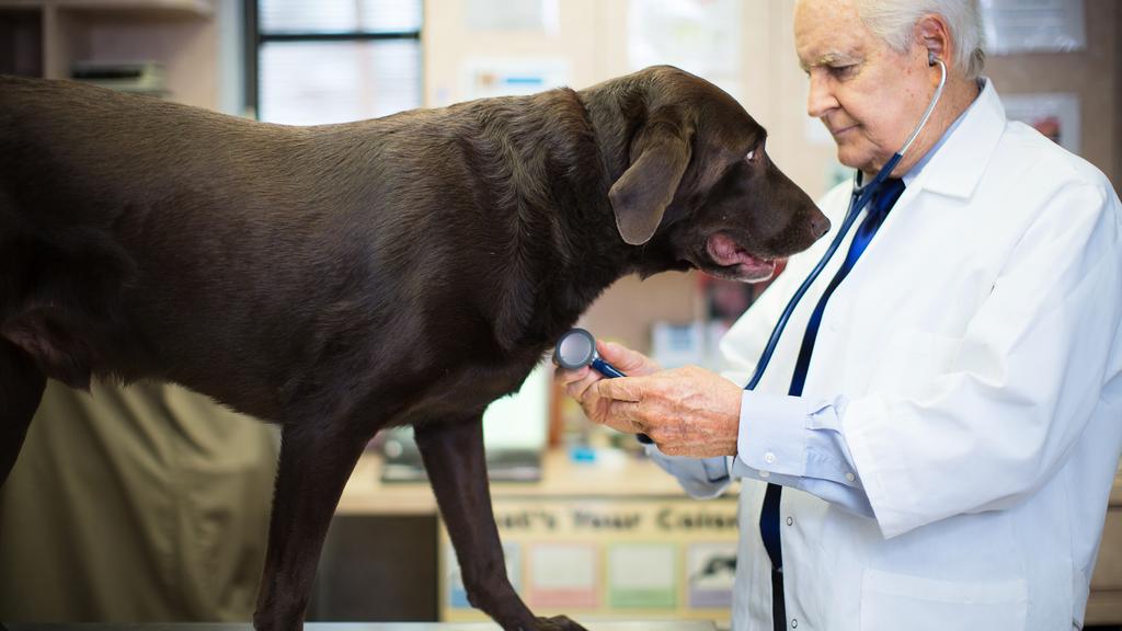 James Herriot Memorial Veterinary Hospital