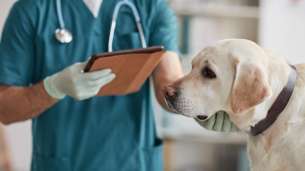 Village Gate Animal Hospital & Pet Resort