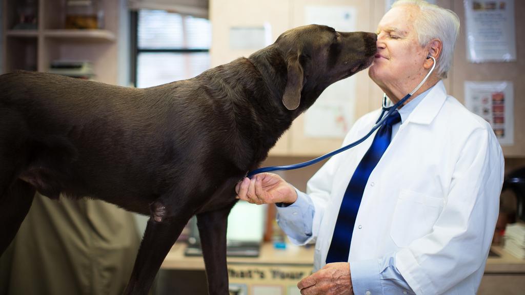 Pet to vet