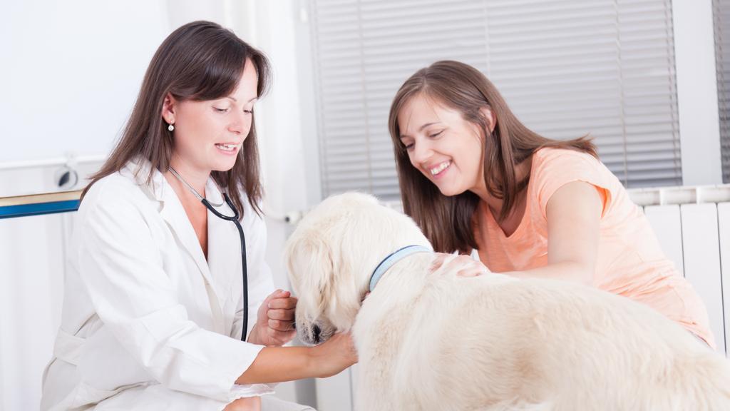 Veterinary Emergency Group