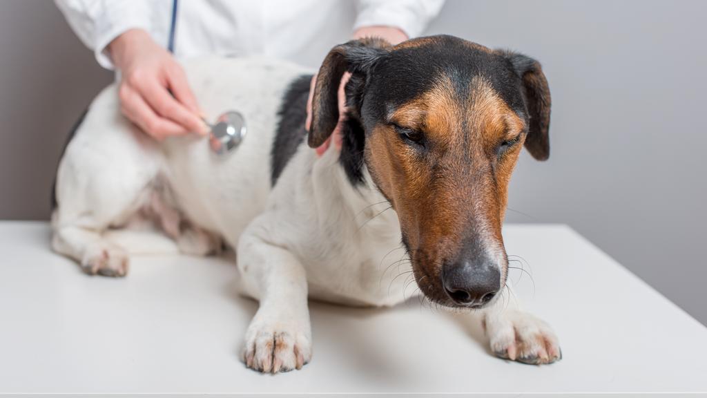 Pet Solutions of Columbus