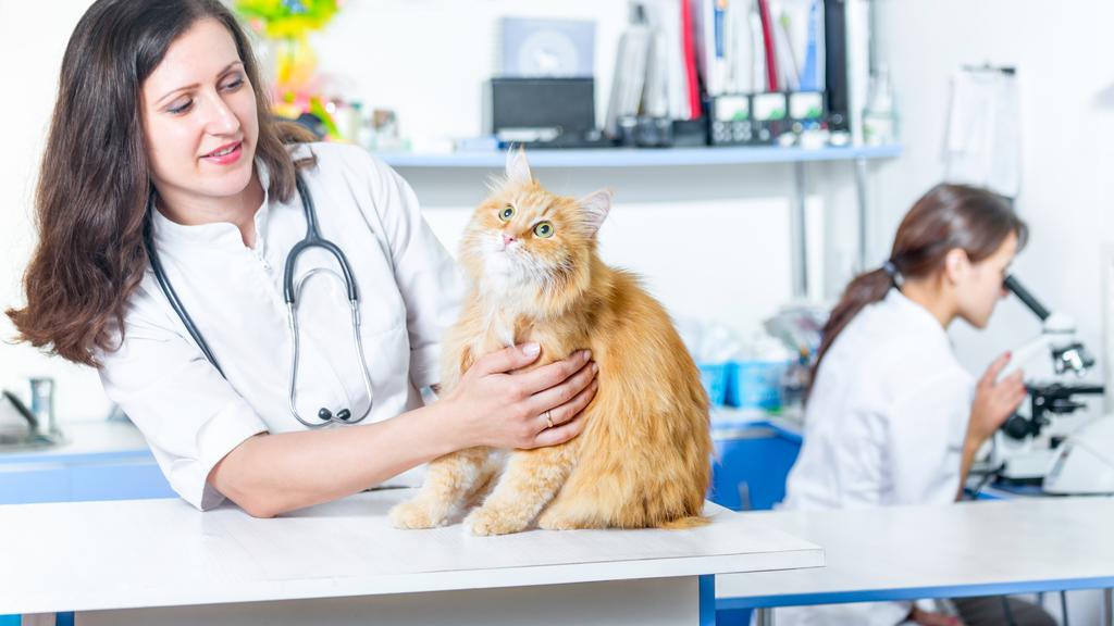 OSU Hospital for Farm Animals