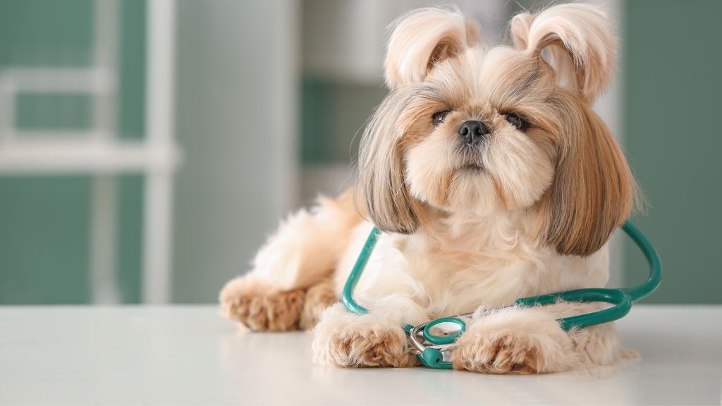 Ripley Animal Clinic