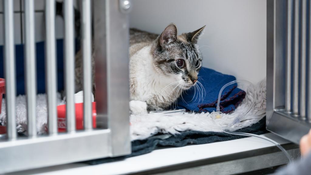 Purrfect Care Feline Medical Center