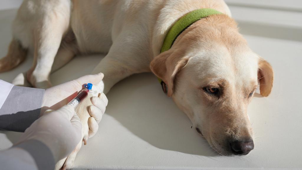 Hopewell Animal Hospital
