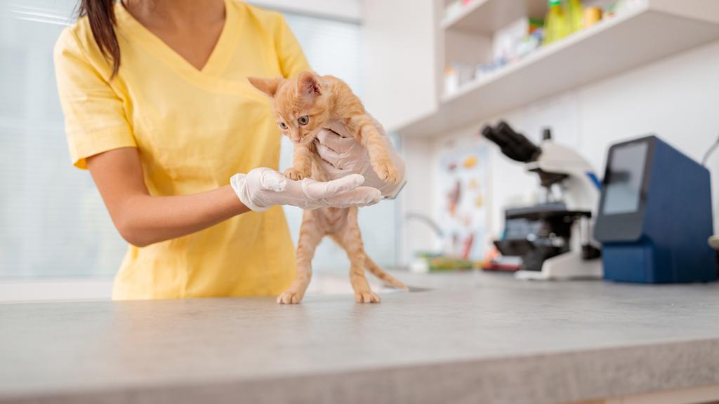 German Village Veterinary Hospital