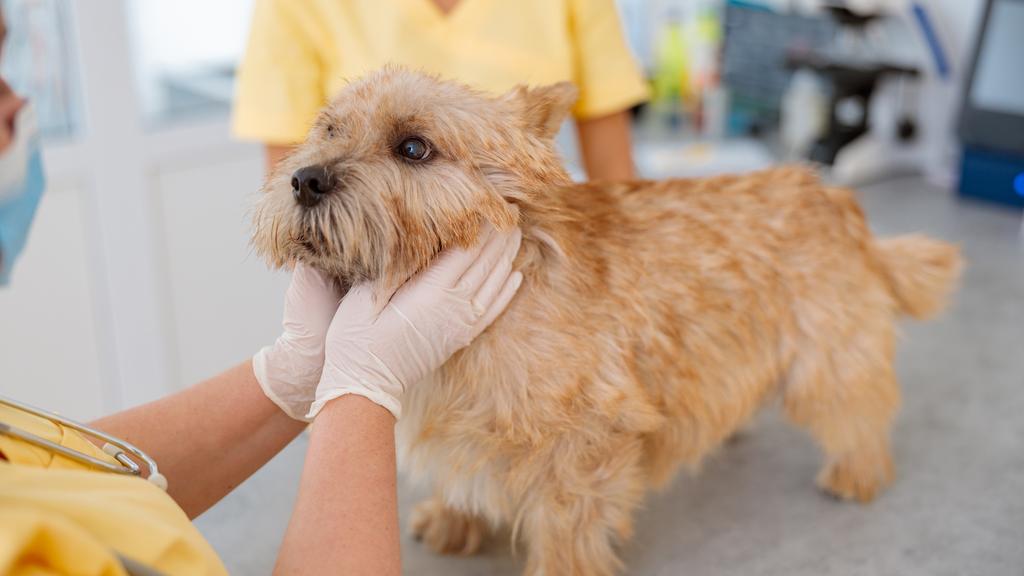 Edgewood Animal Clinic