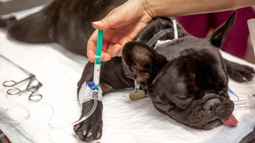 Lifetime Pet Wellness Center