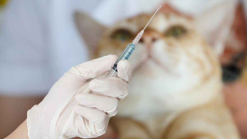 Bellevue Animal Hospital