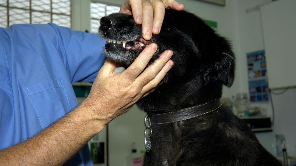 Ripley Animal Clinic