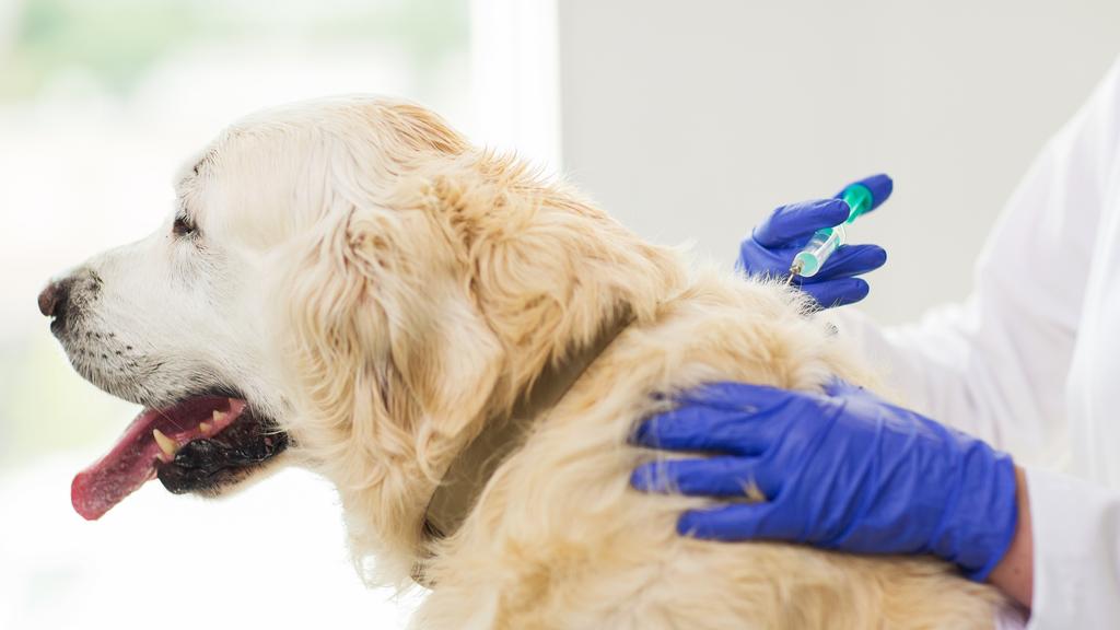 Northarlington Animal Clinic