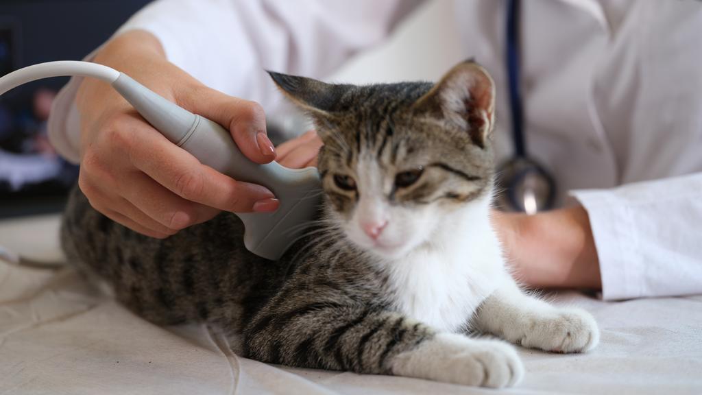 Pet Solutions of Columbus