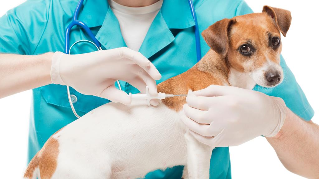 Medvet Vet Hospital