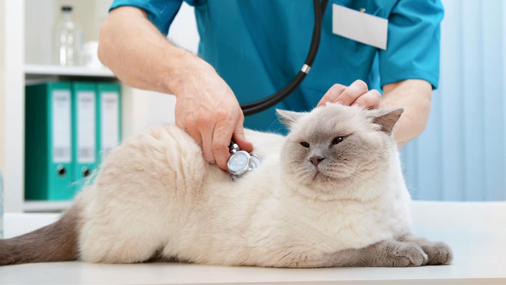 Random fallback image