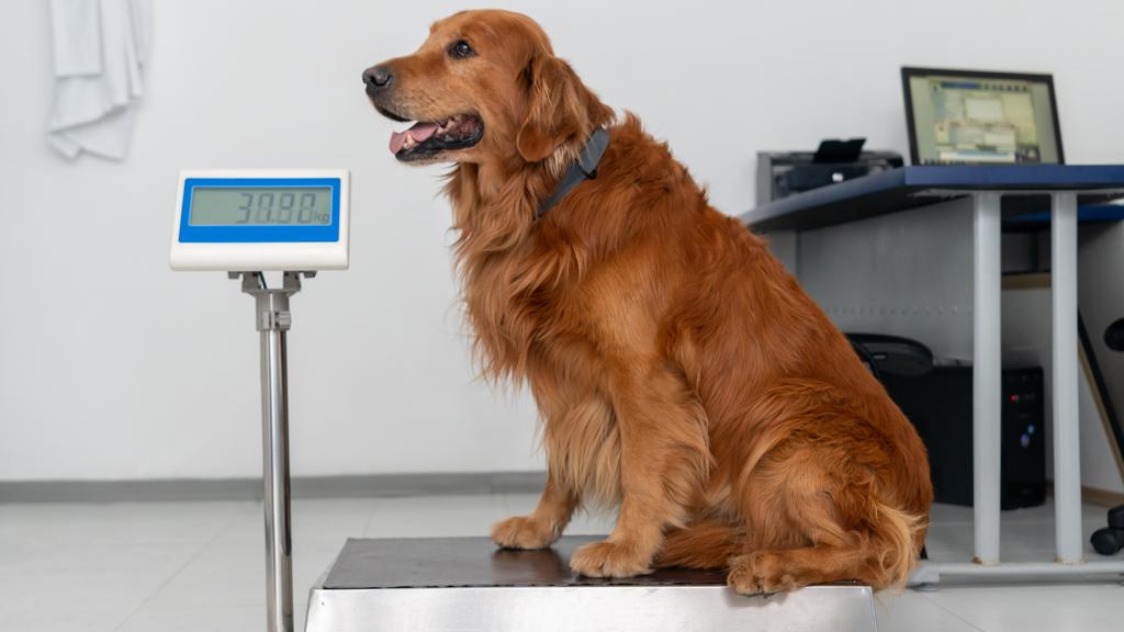 Wyoming Veterinary Clinic