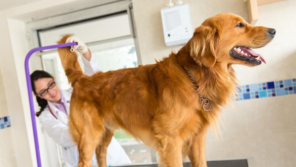 Animal Hospital On Mt Lookout: Rebrovich Kevin DVM