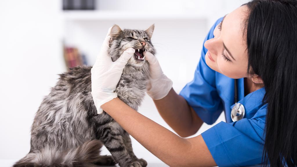 Park Hills Animal Hospital