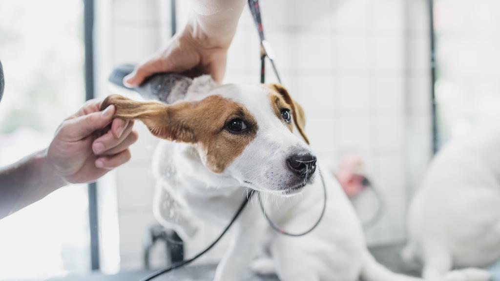 Park Hills Animal Hospital