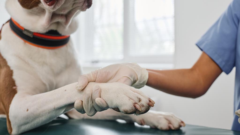 Georgesville Road Animal Hospital