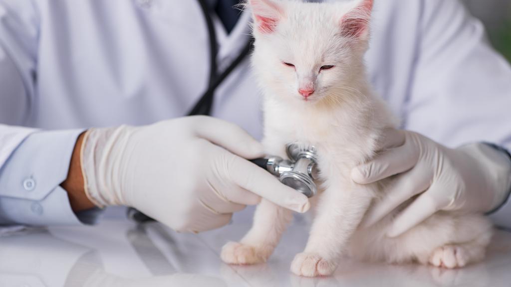The Veterinary Relief Company