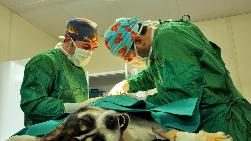 PetCare Animal Hospital