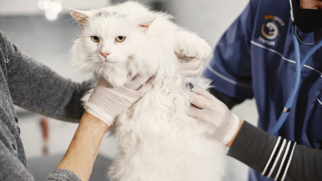 VCA Sawmill Animal Hospital