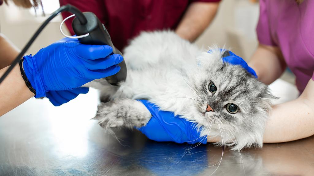 Vet Clinic East