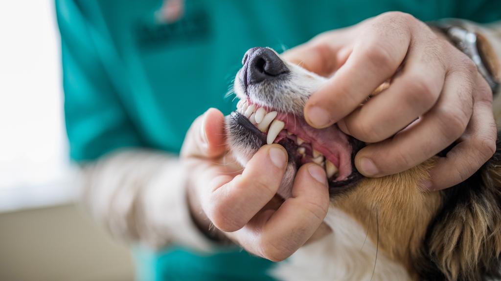 Easton Animal Hospital