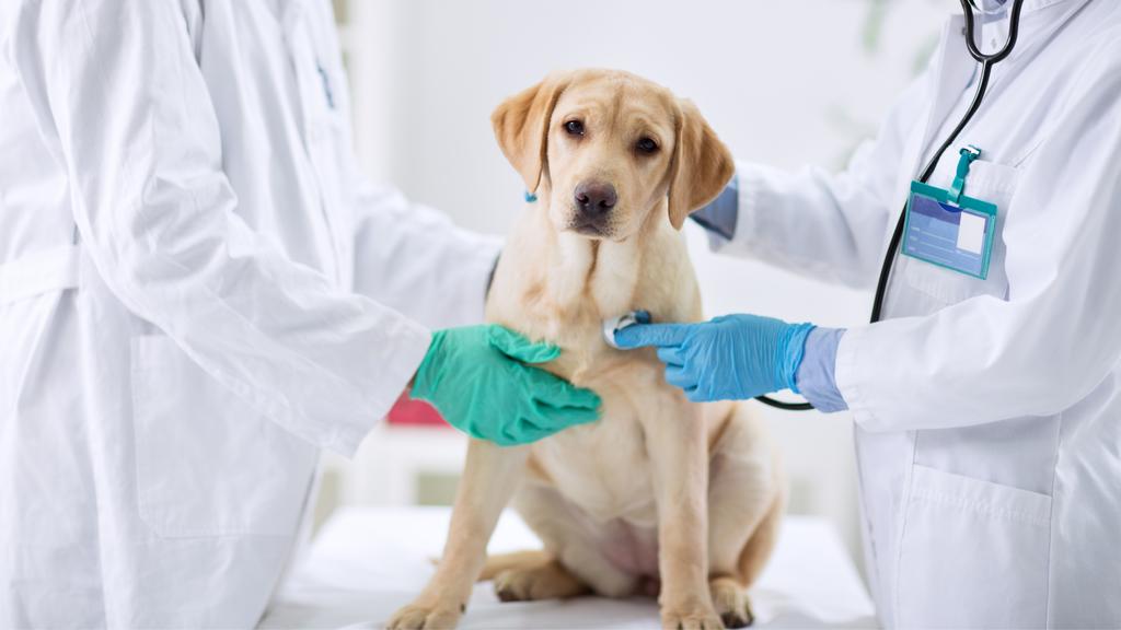 VetCheck Pet Urgent Care - Beechmont