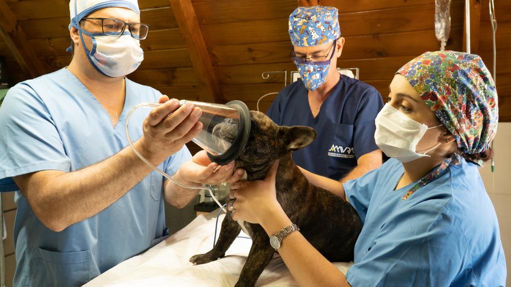 The Veterinary Relief Company