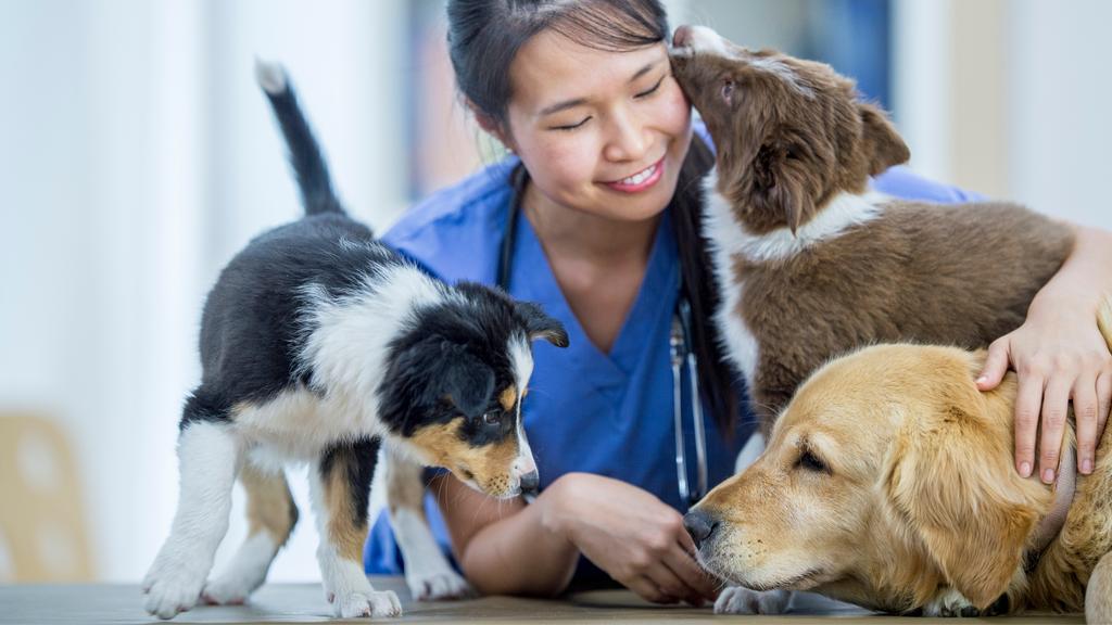 Anderson Hills Animal Care: Mohlman Kathleen E DVM